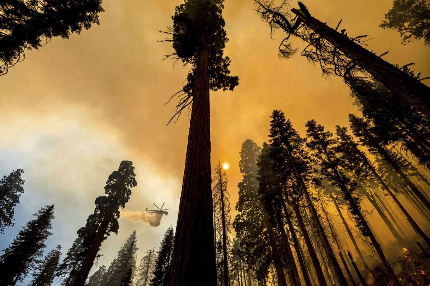 Wildfires are the focus of a new study to understand the drought and fires